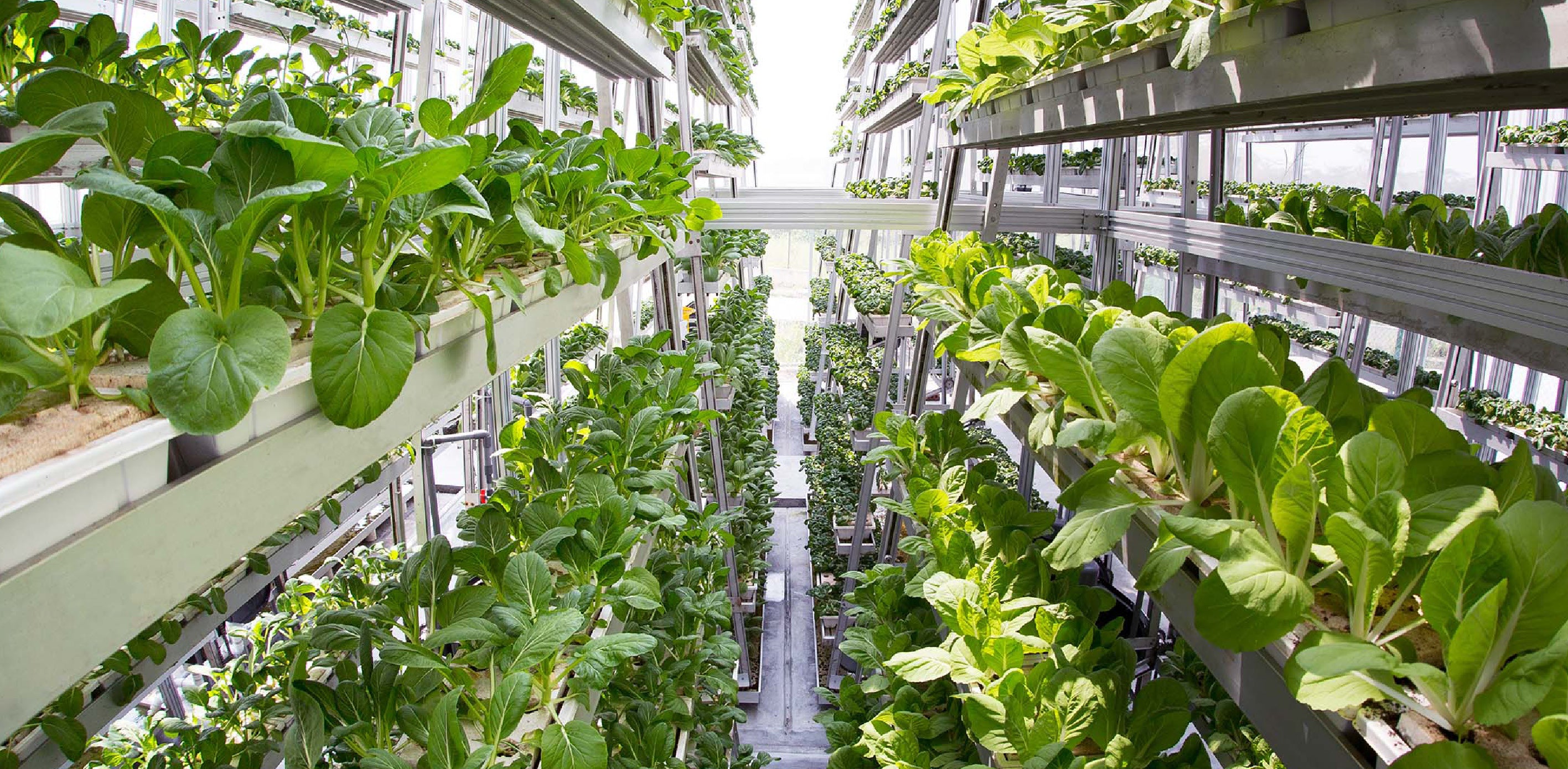 Are indoor vertical farms sustainable farming?