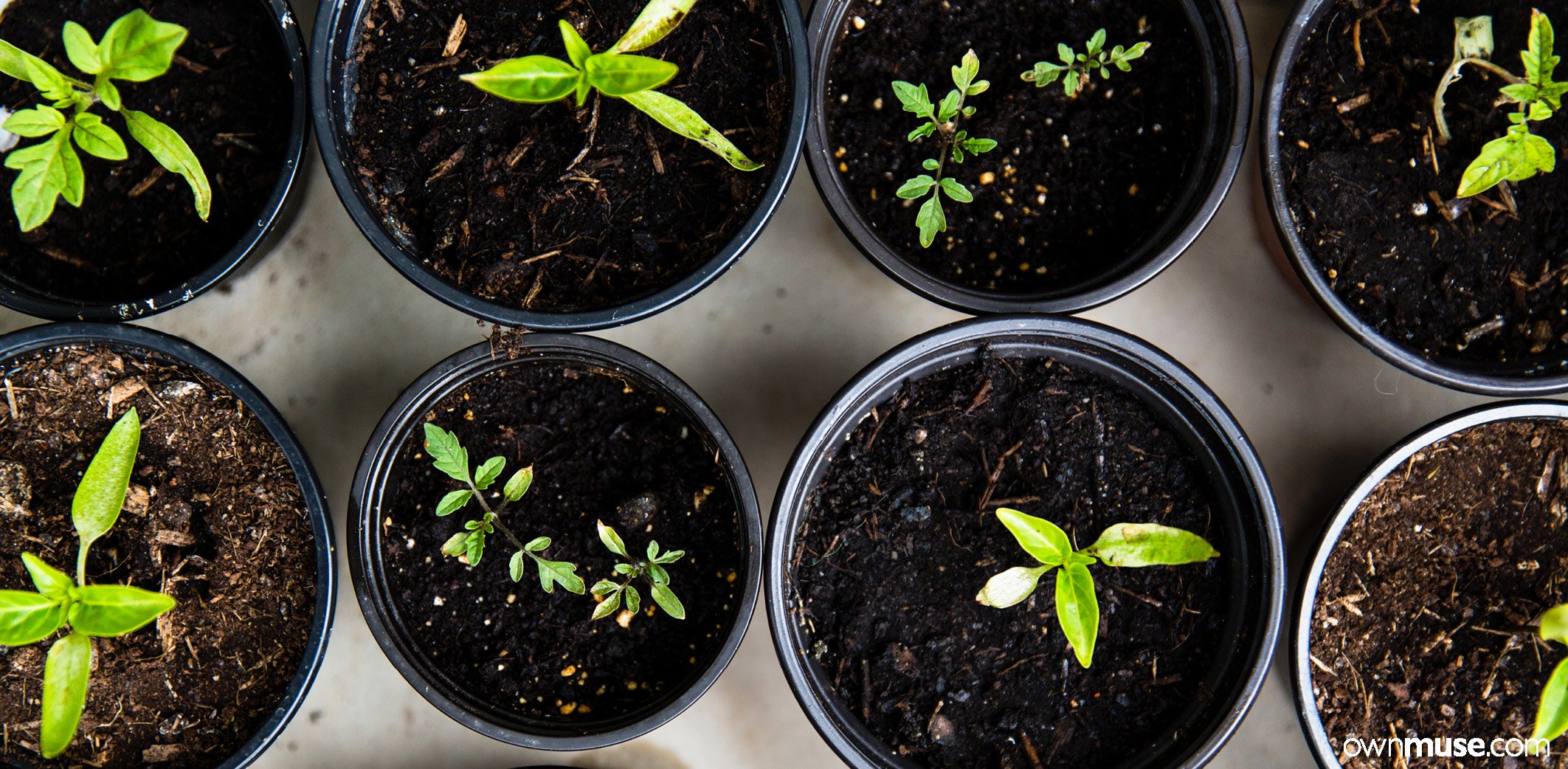 Urban city composting 