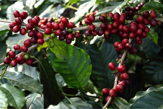 Tổng Quan Về Hạt Cà Phê Arabica