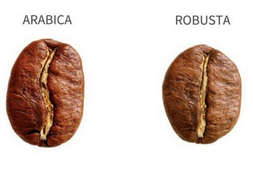 Những Điều Cần Biết Về Hạt Cà phê Arabica Và Robusta