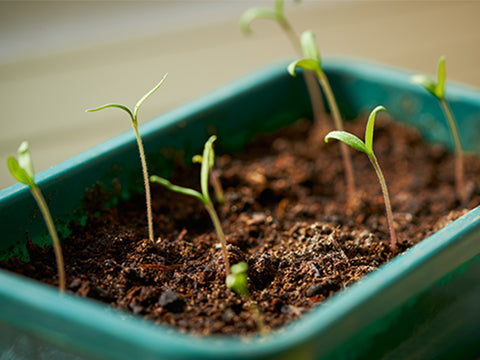 Plant sprouting