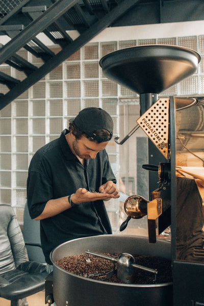 coffee roaster inspecting roasted coffee beans