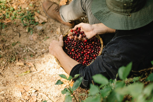 Man sitting under tree with a basket of coffee cherries.