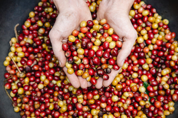 Light-skinned hands holding yellow and red coffee cherries.