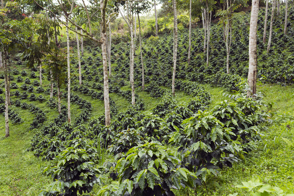 Sustainable shade-grown coffee plantation.