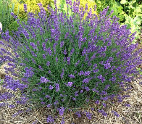 English Lavender Garden Seed Starter Kit Indoorherbkits Com