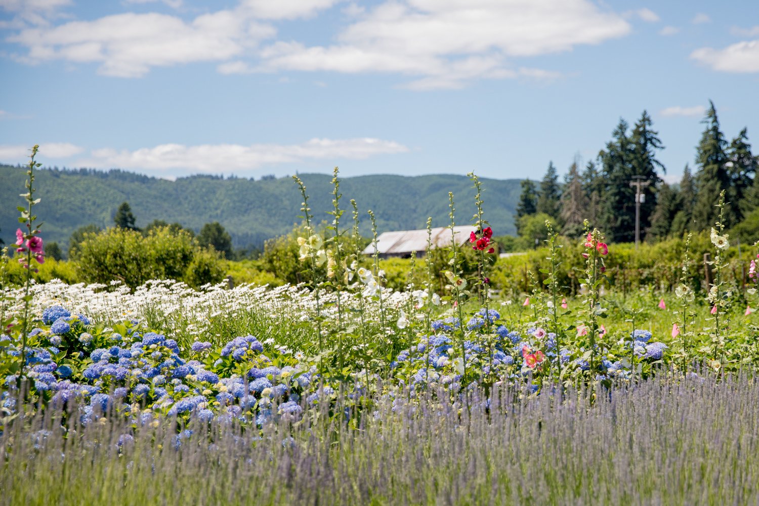 field of flowers and a house