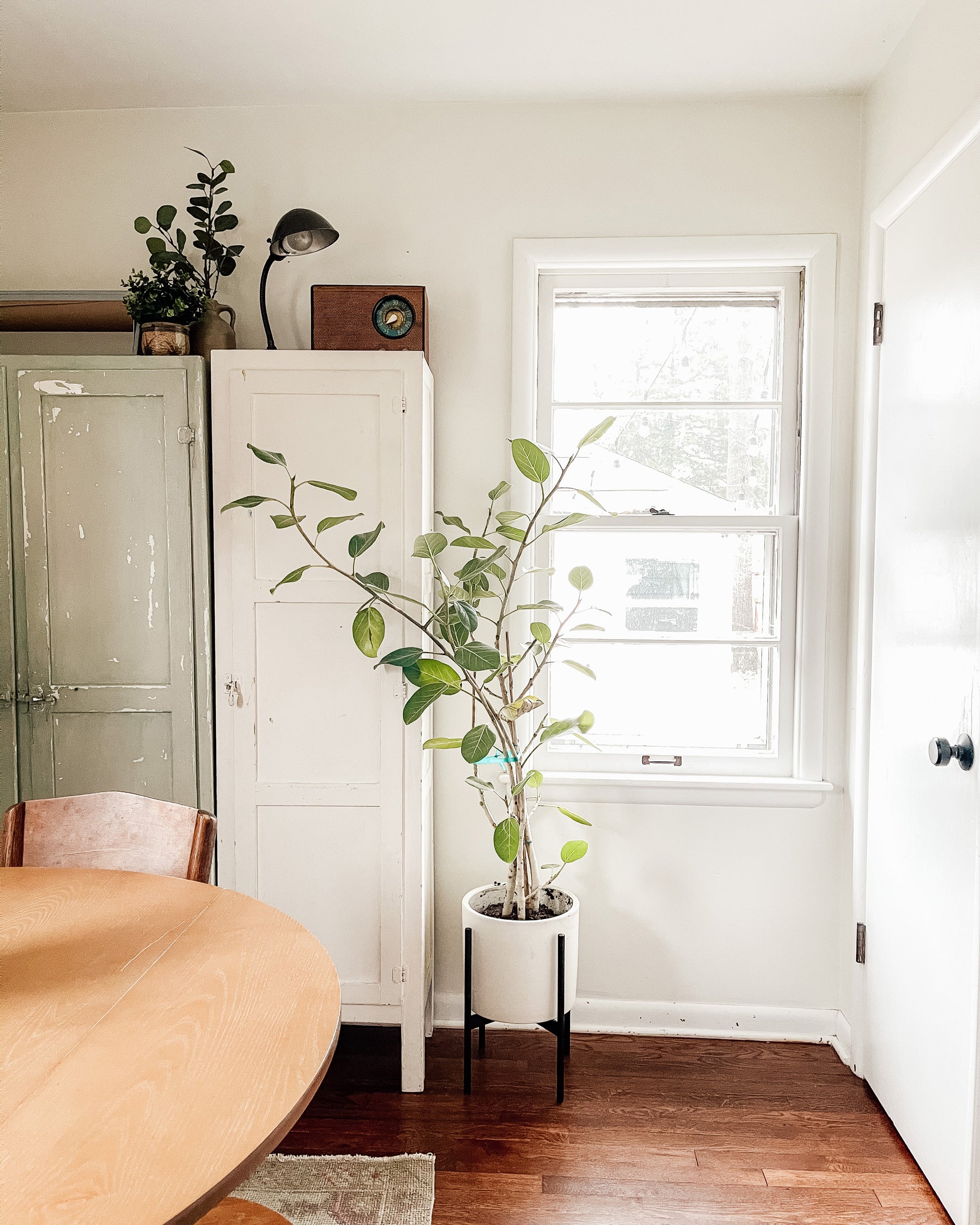 plant in a pot on a table in a room