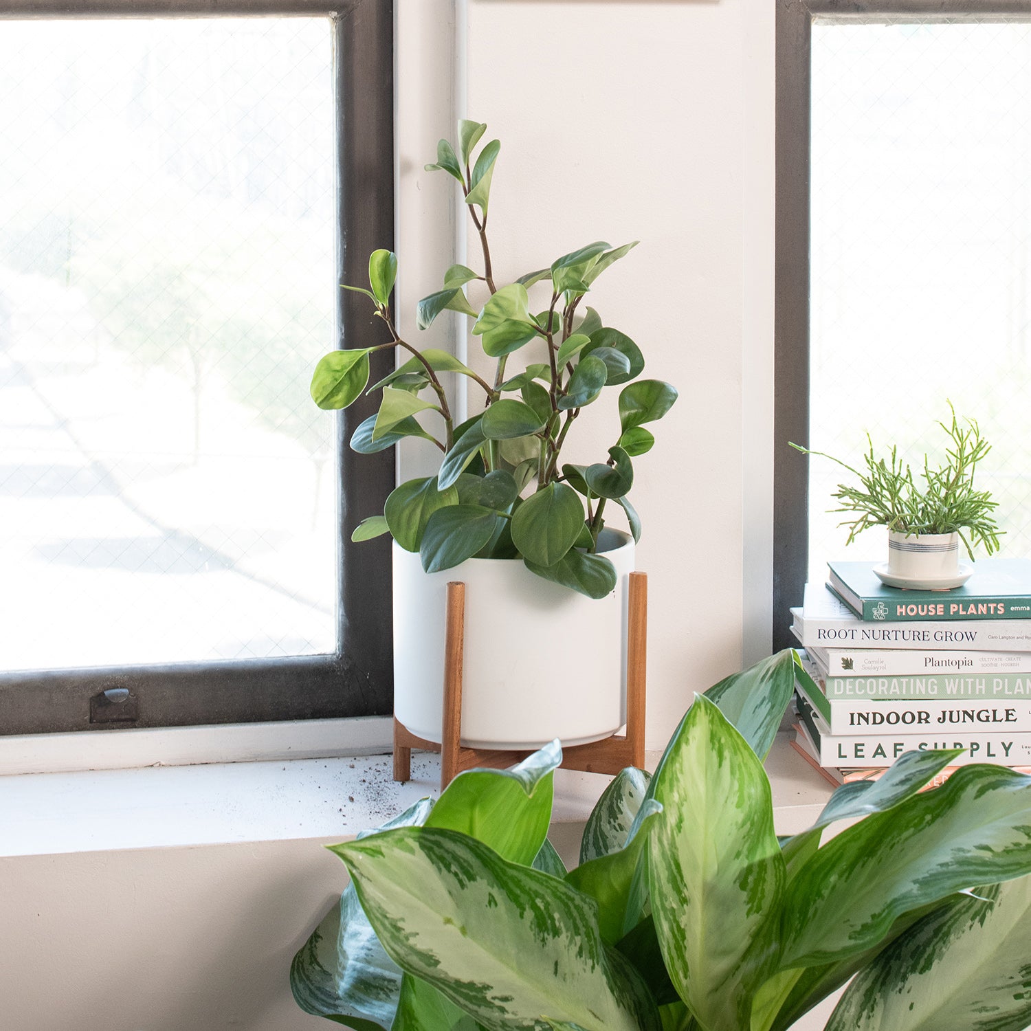 plant in a window