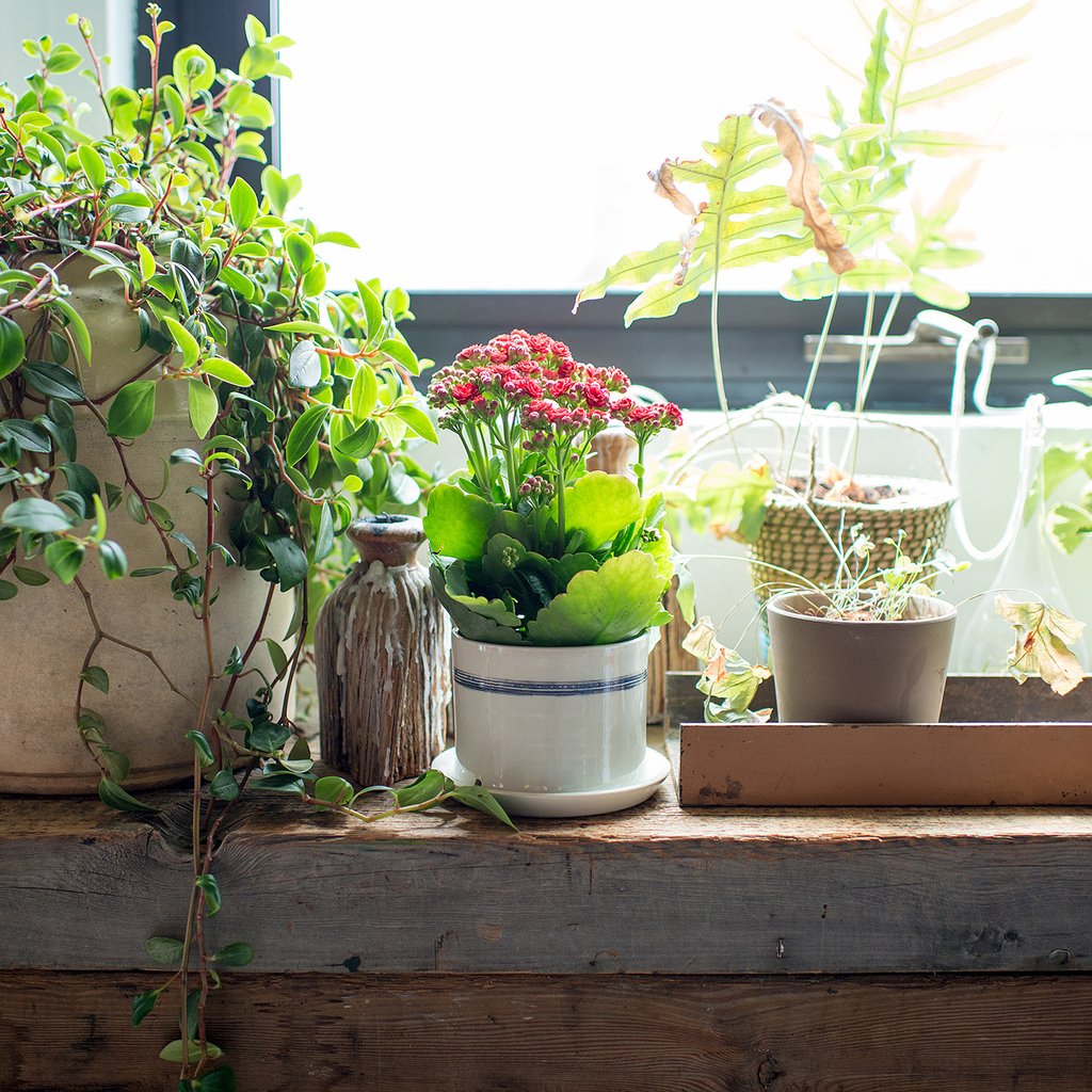 group of potted plants on a window sill