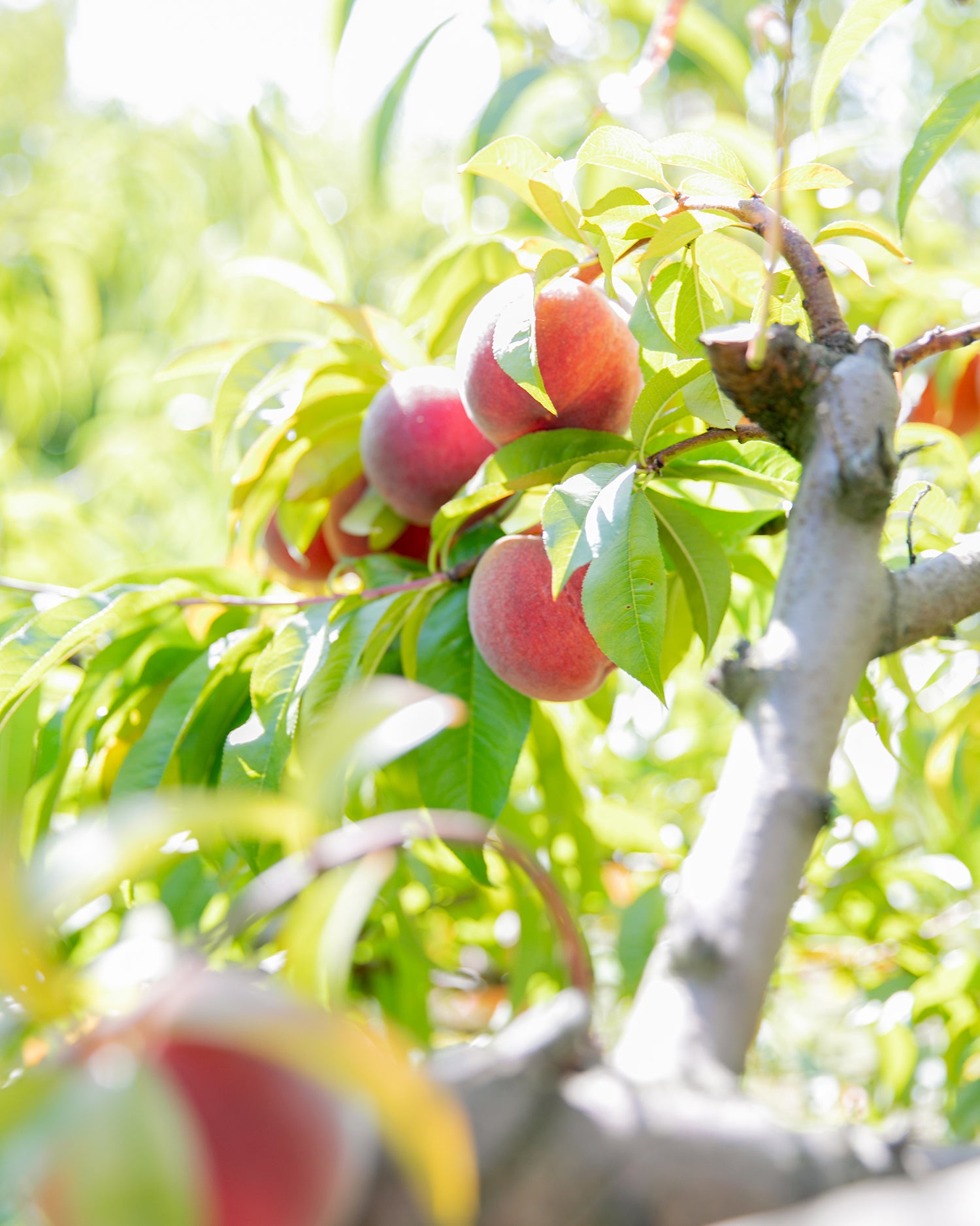 close-up of a tree with fruits