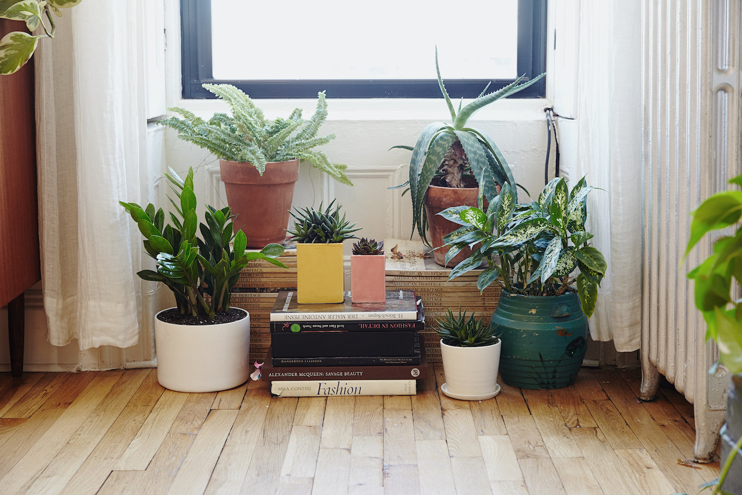 group of plants on the floor