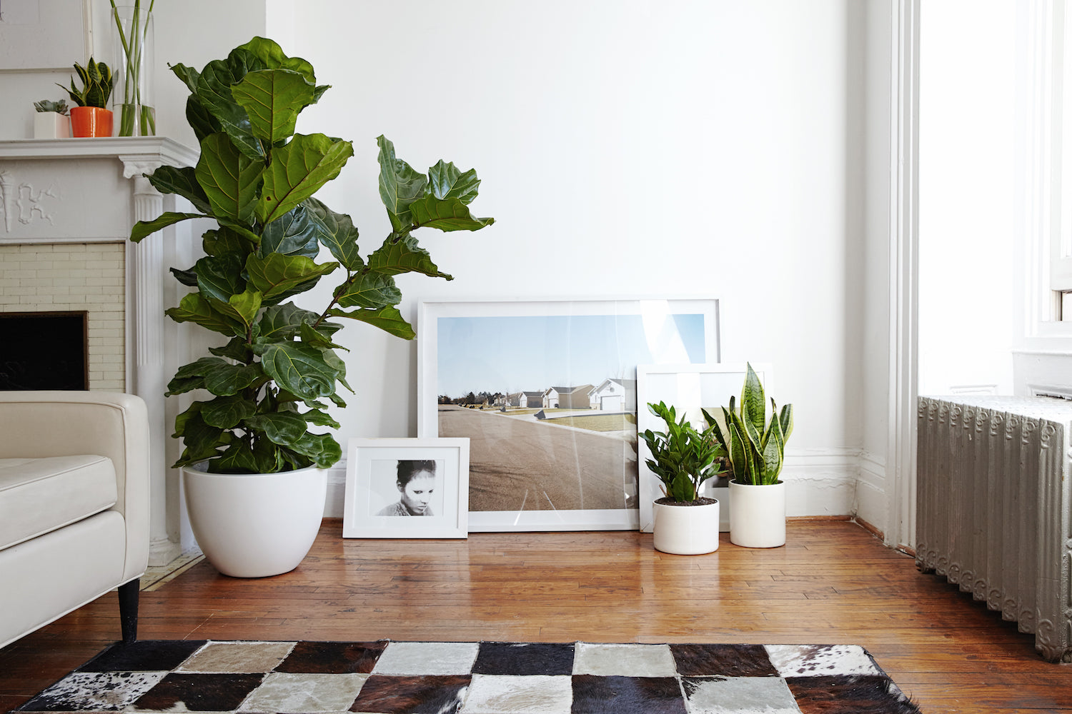 potted plants on the floor in front of a framed photograph