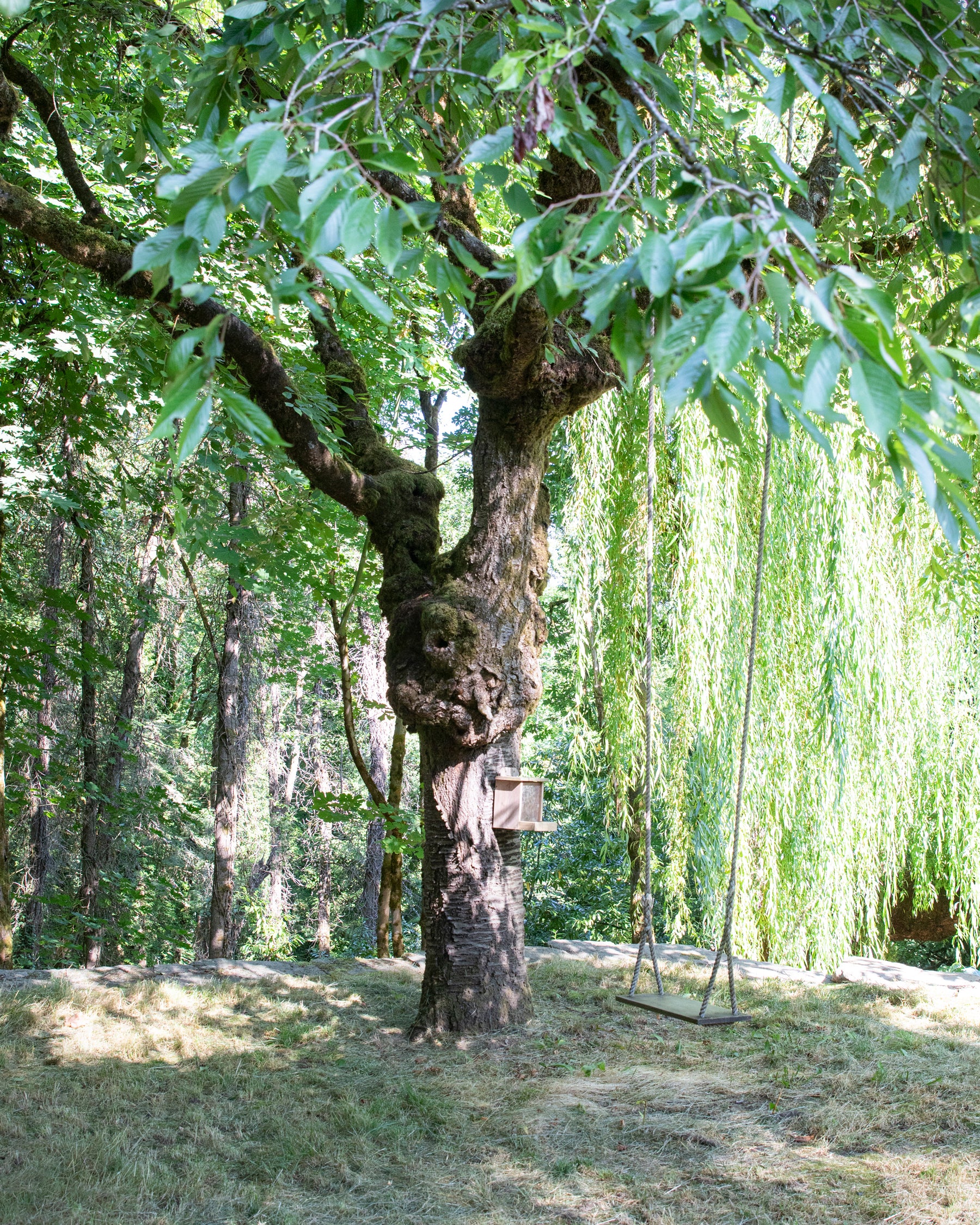 tree with green leaves and a swing