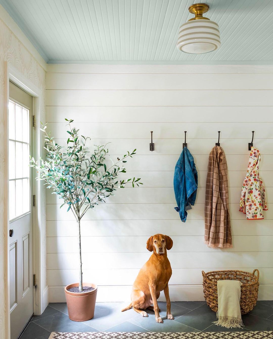 dog next to a plant and coat hooks