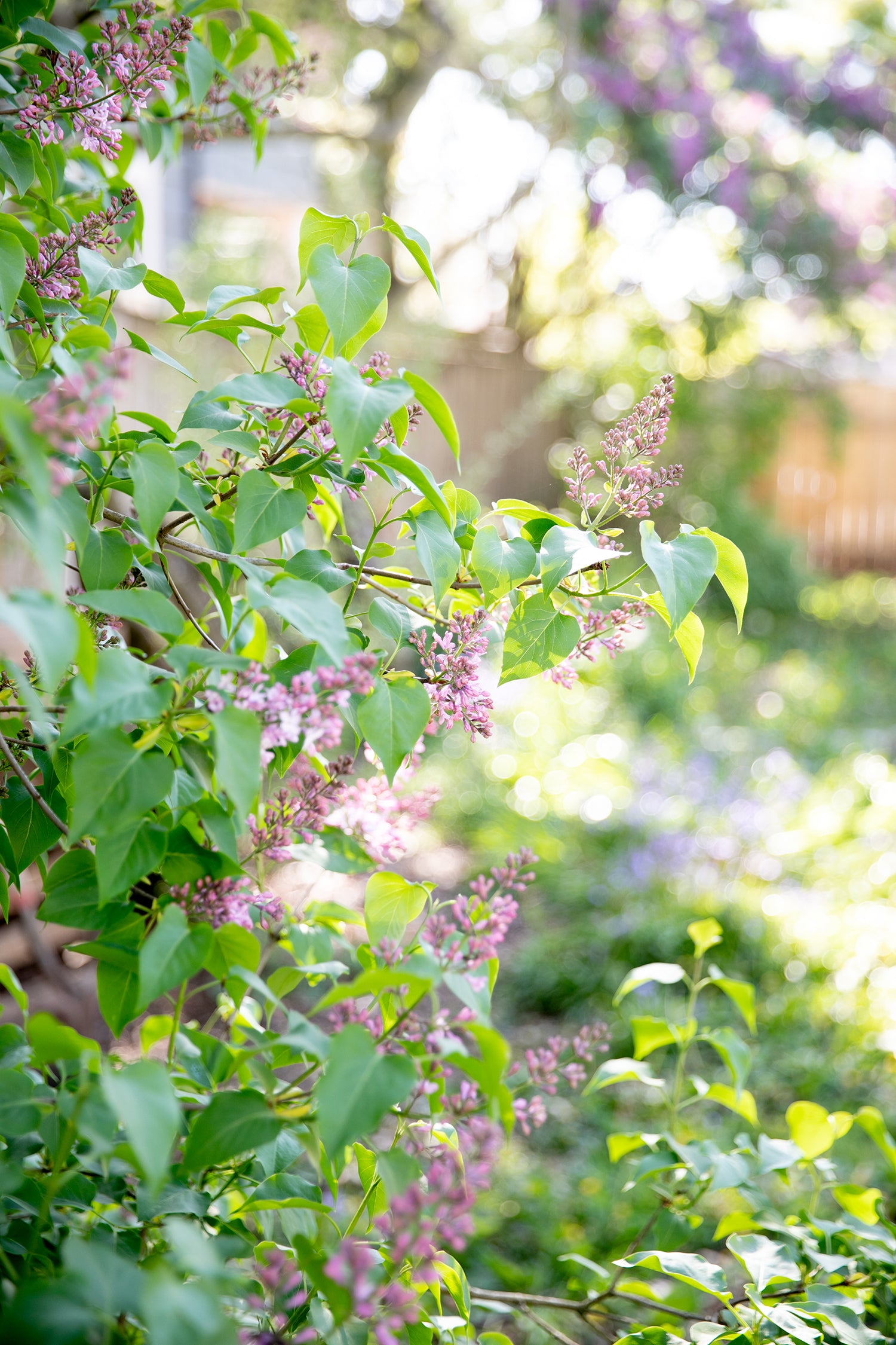 close-up of some flowers