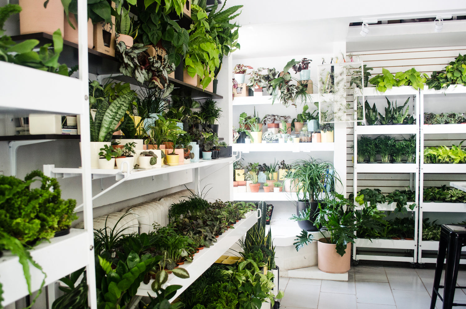 room with plants and shelves