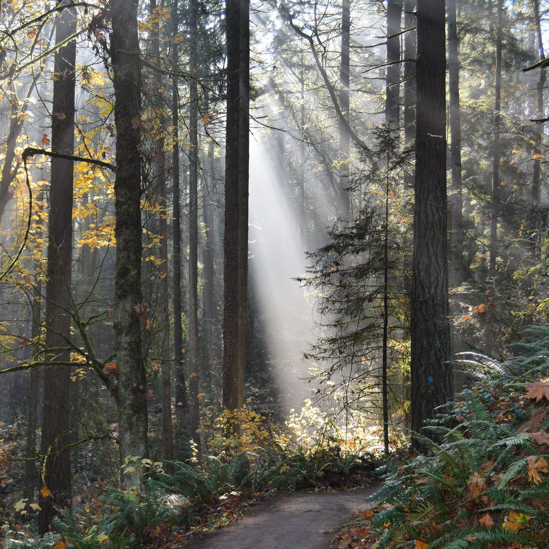 path in the woods