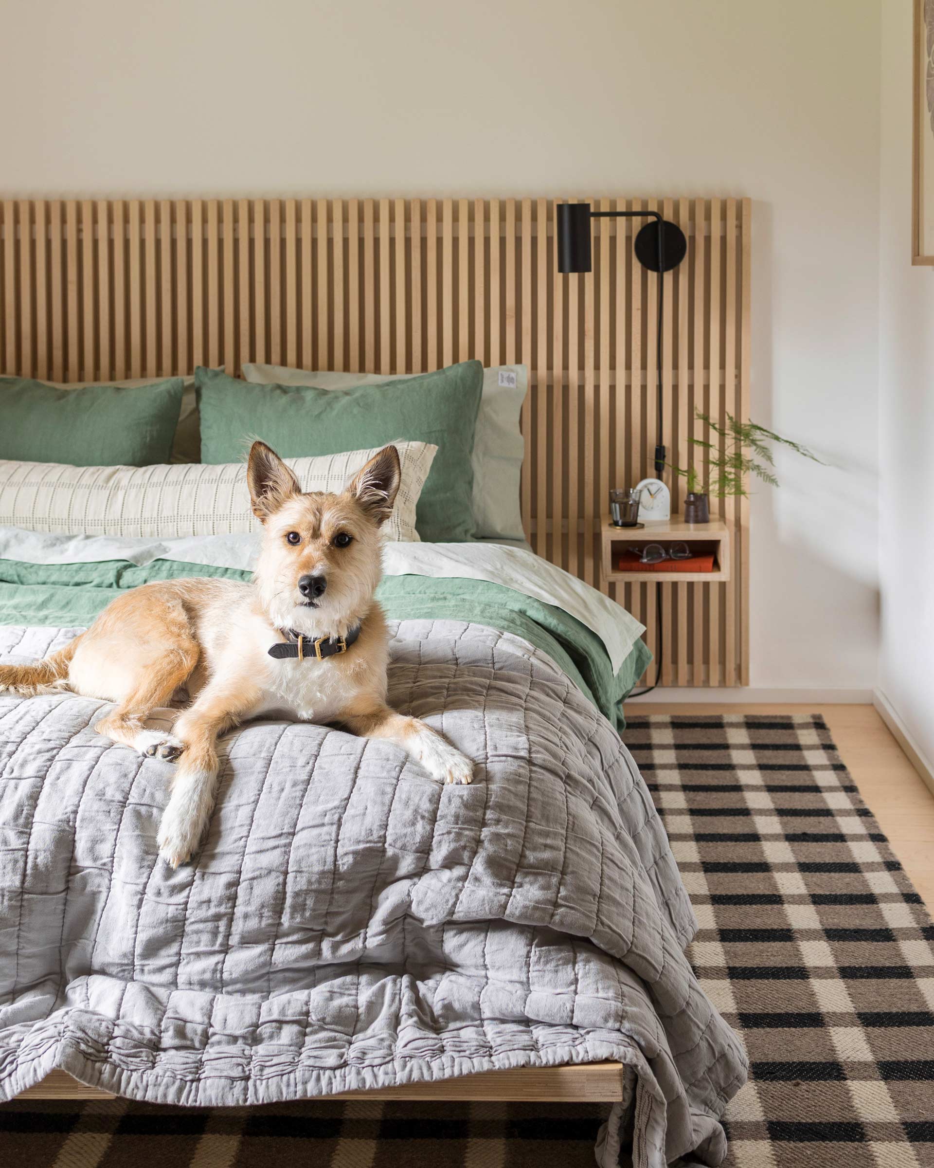 A cute dog in a modern bedroom. 