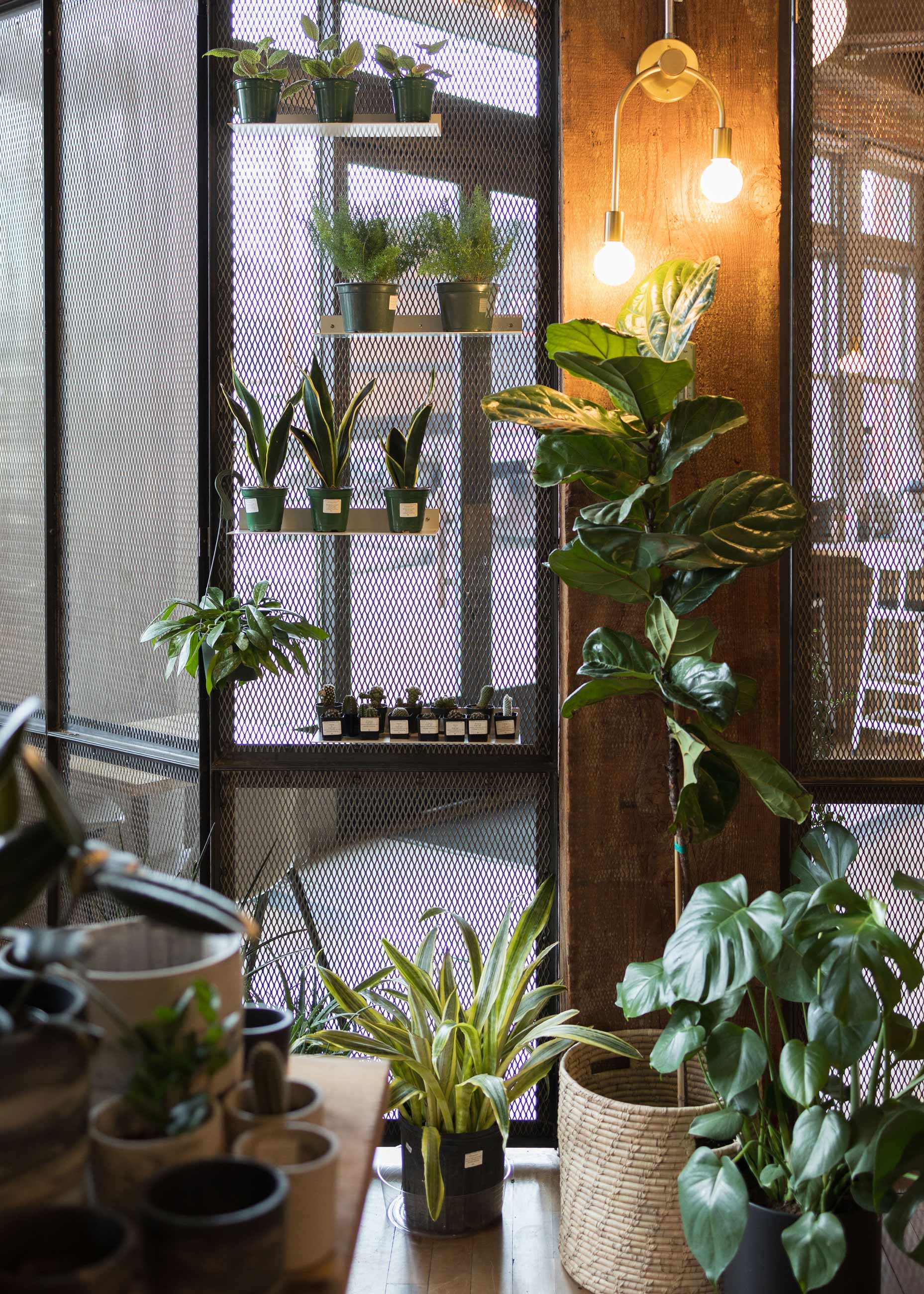 Image of Potted in Portland plant store. 