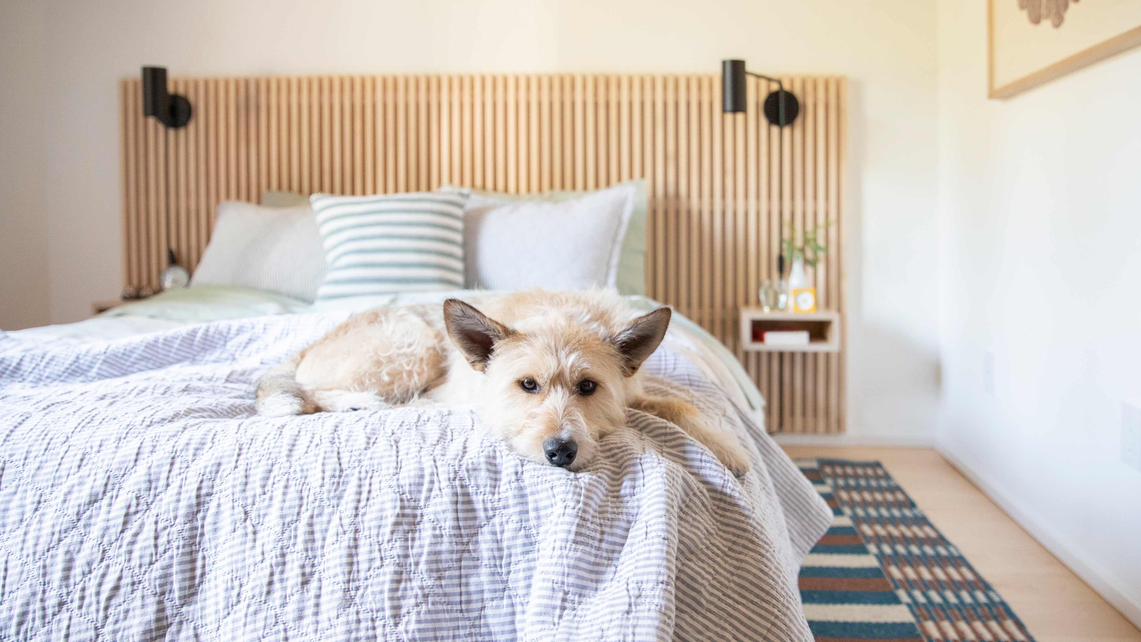 Cute puppy on a cozy styled bed