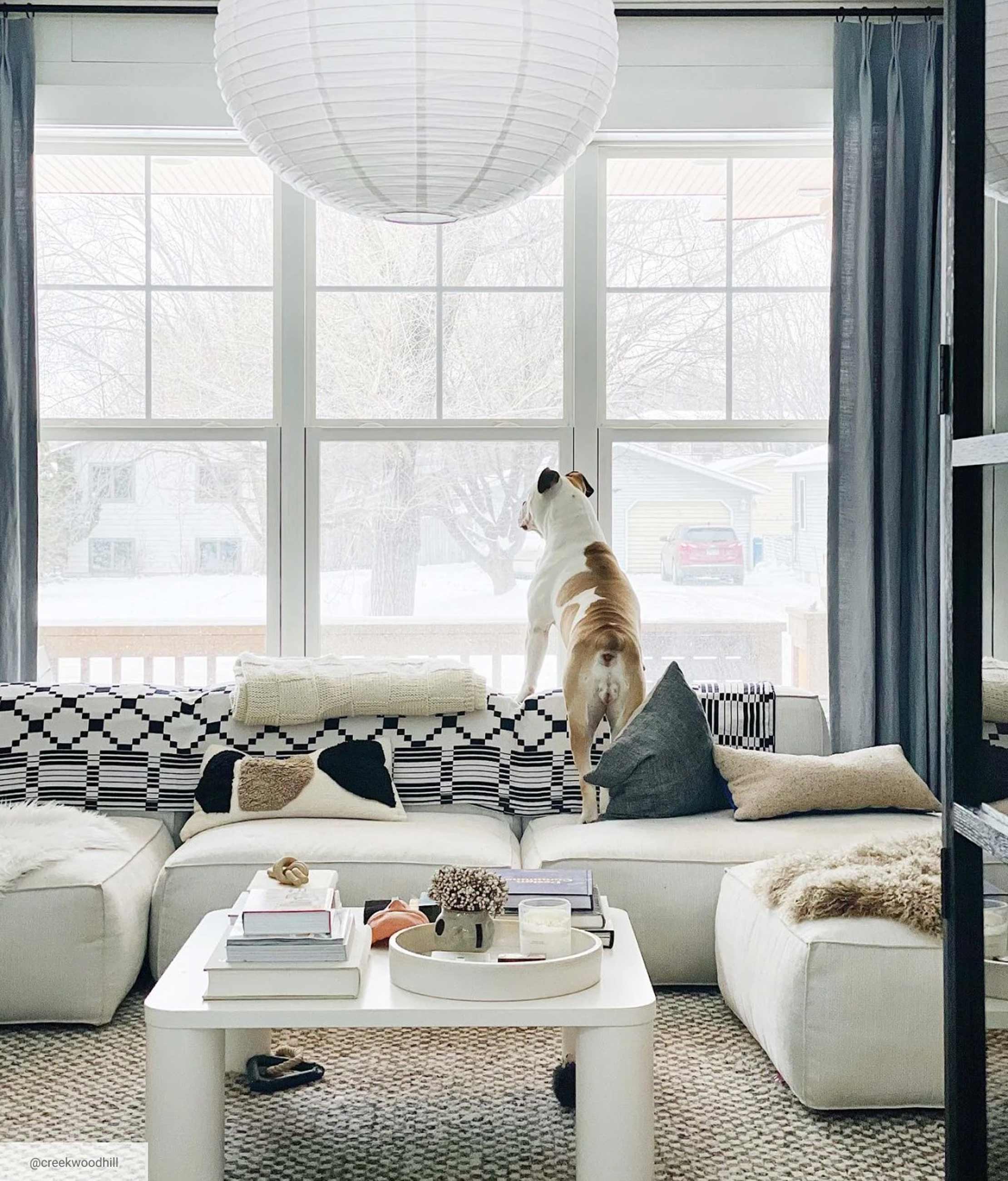 Bulldog standing on the back of modern white couch with quilt over it staring out the window. 