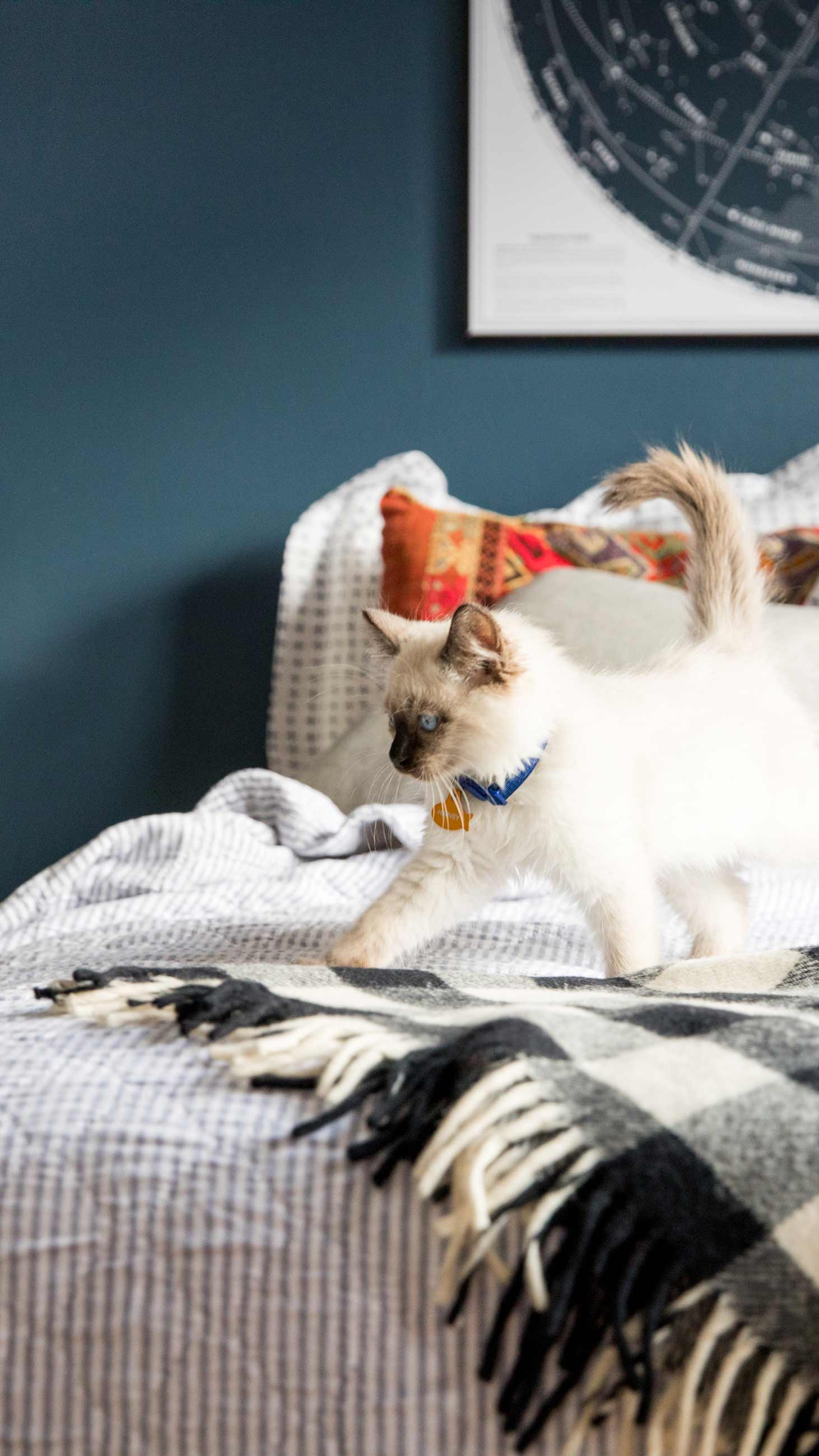 Kitten walking across cozy bed with black and white plaid blanket. 