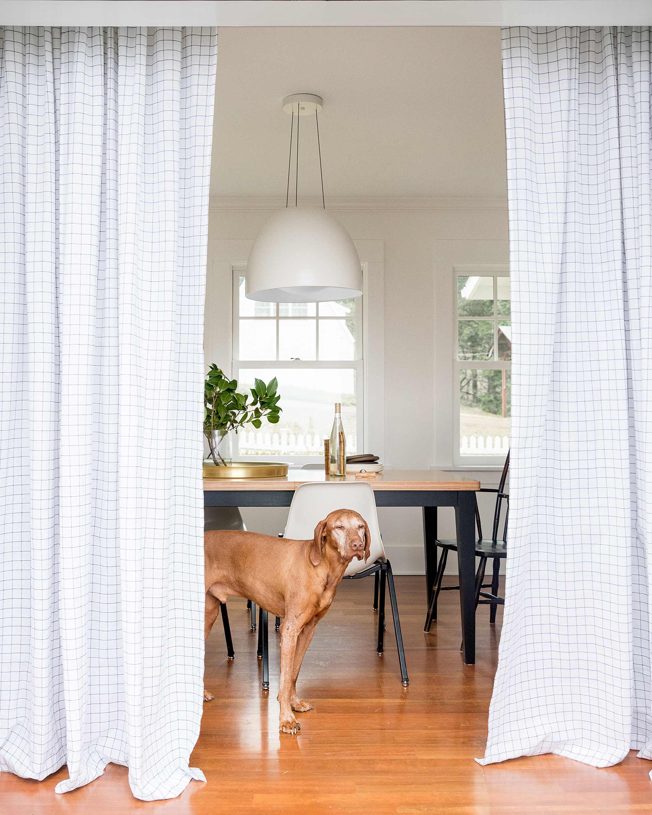 Dog standing in dining room.