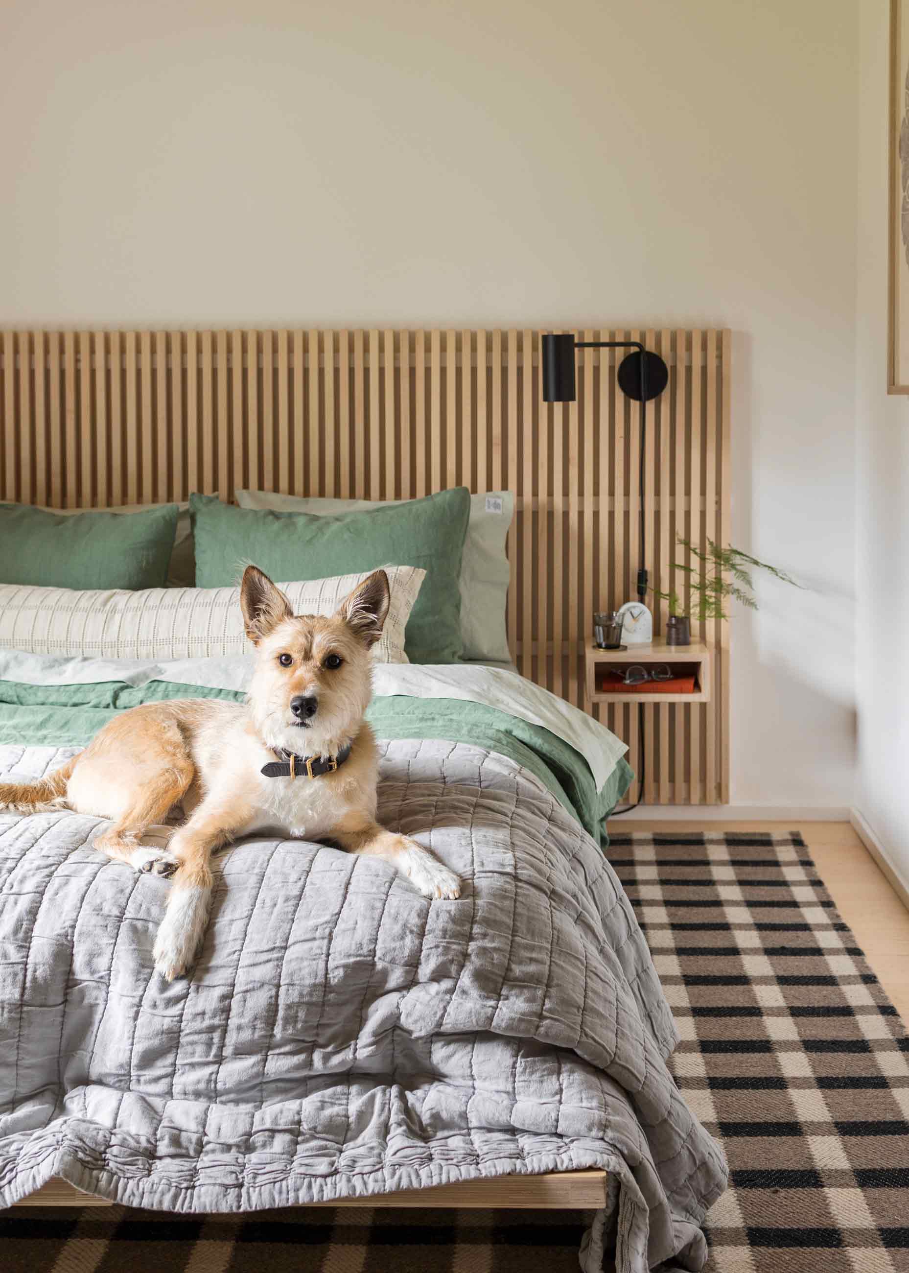 Scruffy dog sitting on freshly made bed. 