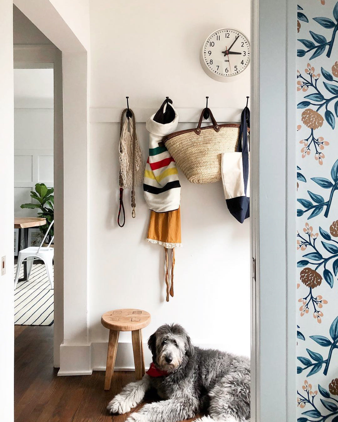 dog sitting in a doorway