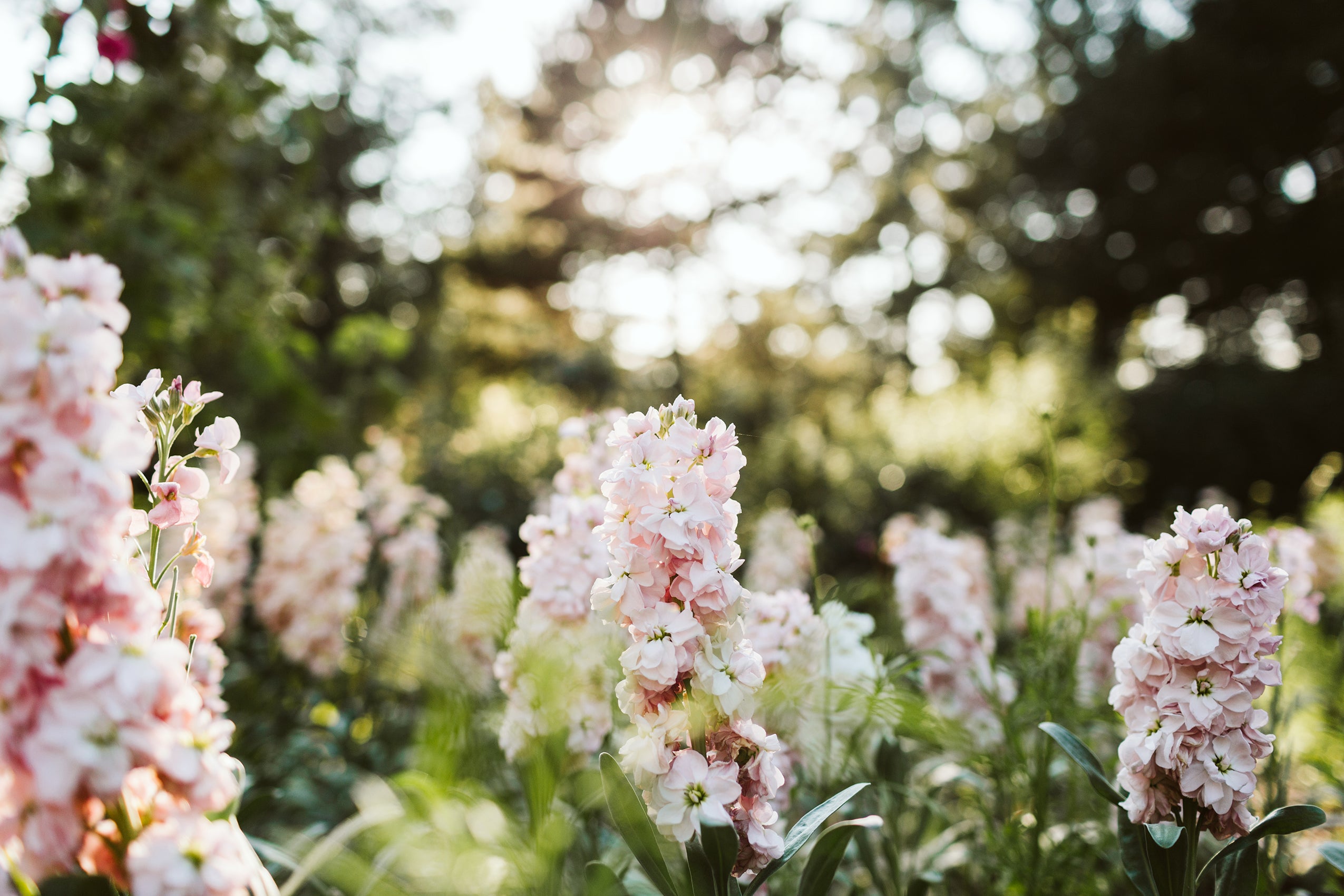 close-up of some flowers outside