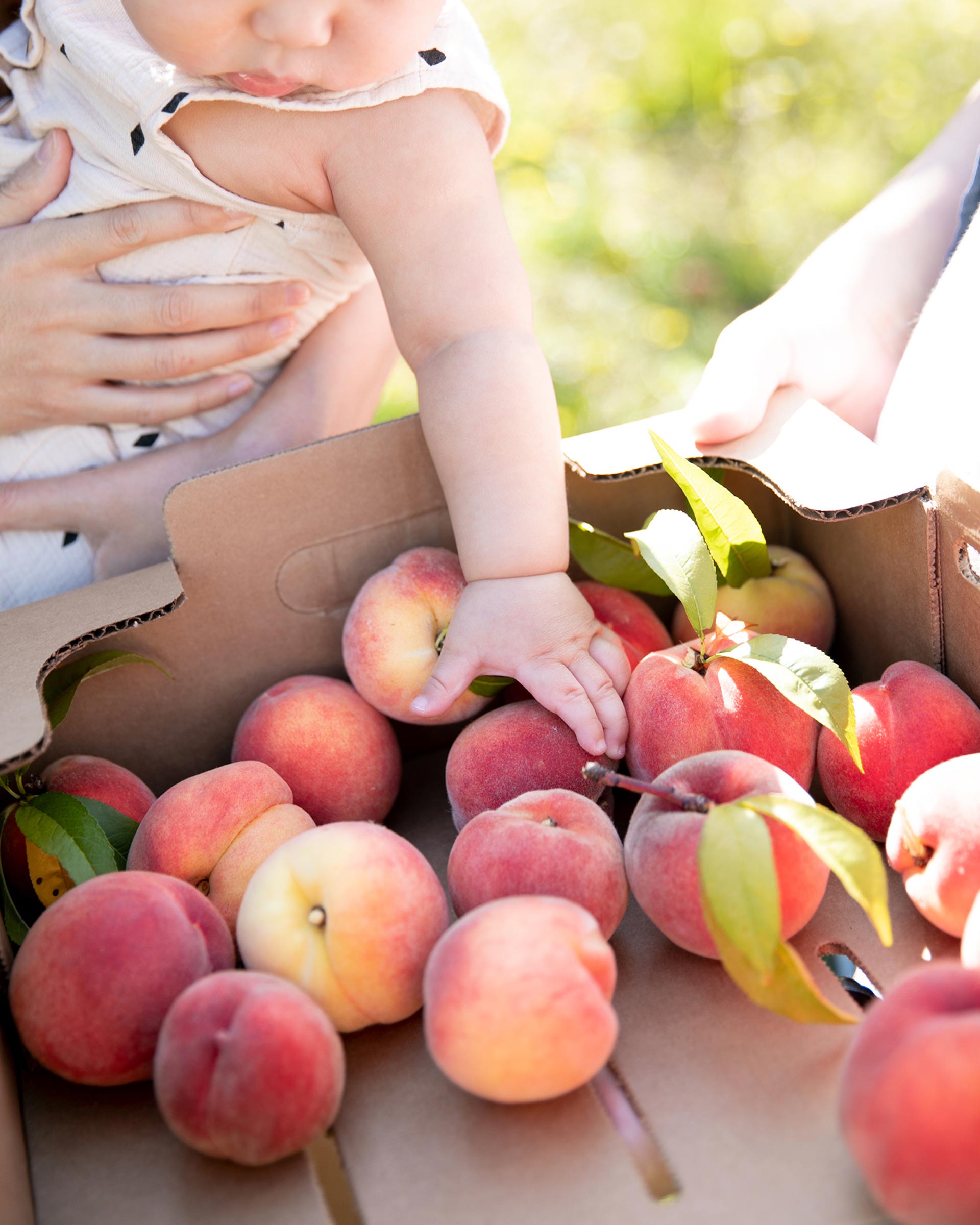 Peach picking on Sauvie Island in Portland, Oregon. 