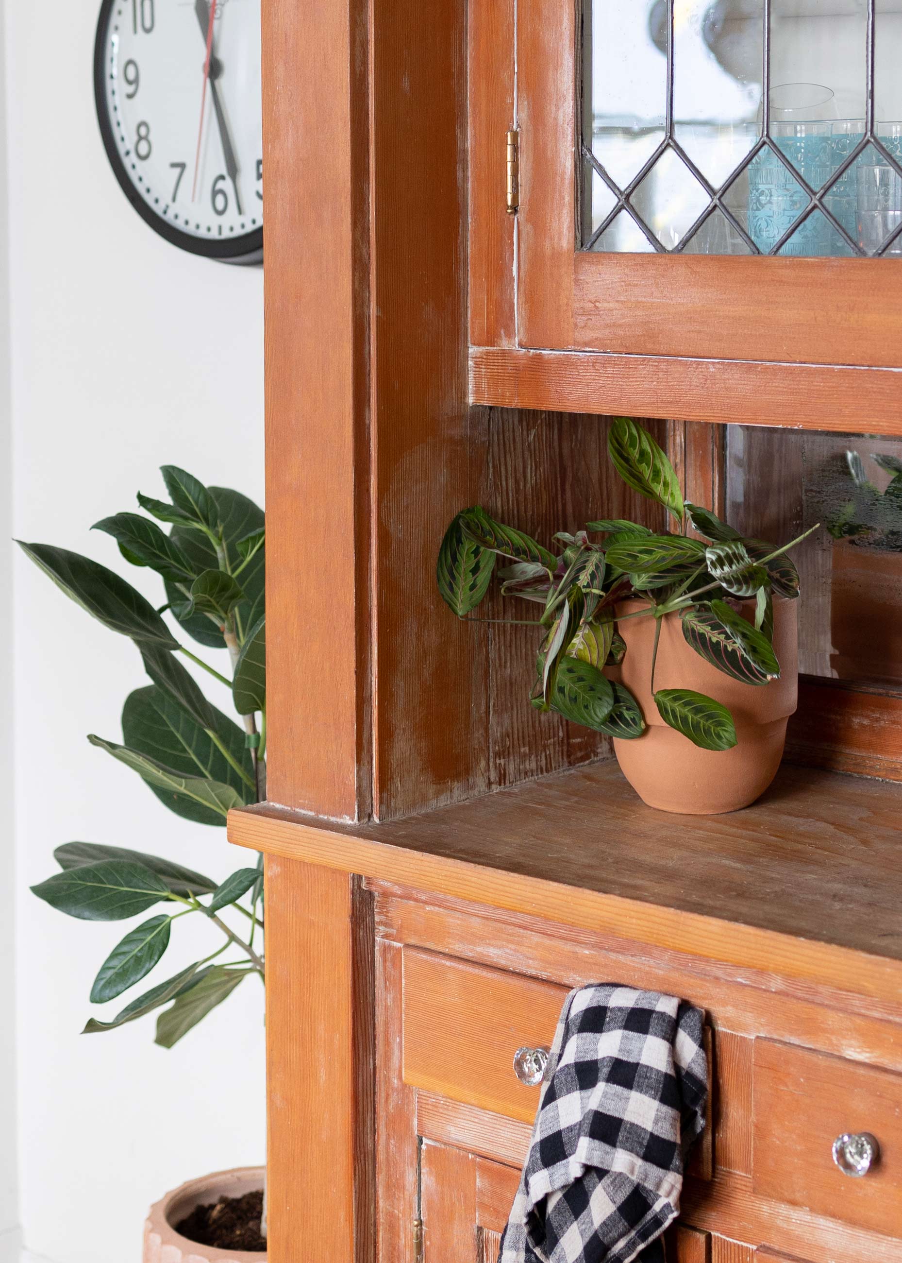 Plant in terracotta planter sitting inside built-in cabinet. 