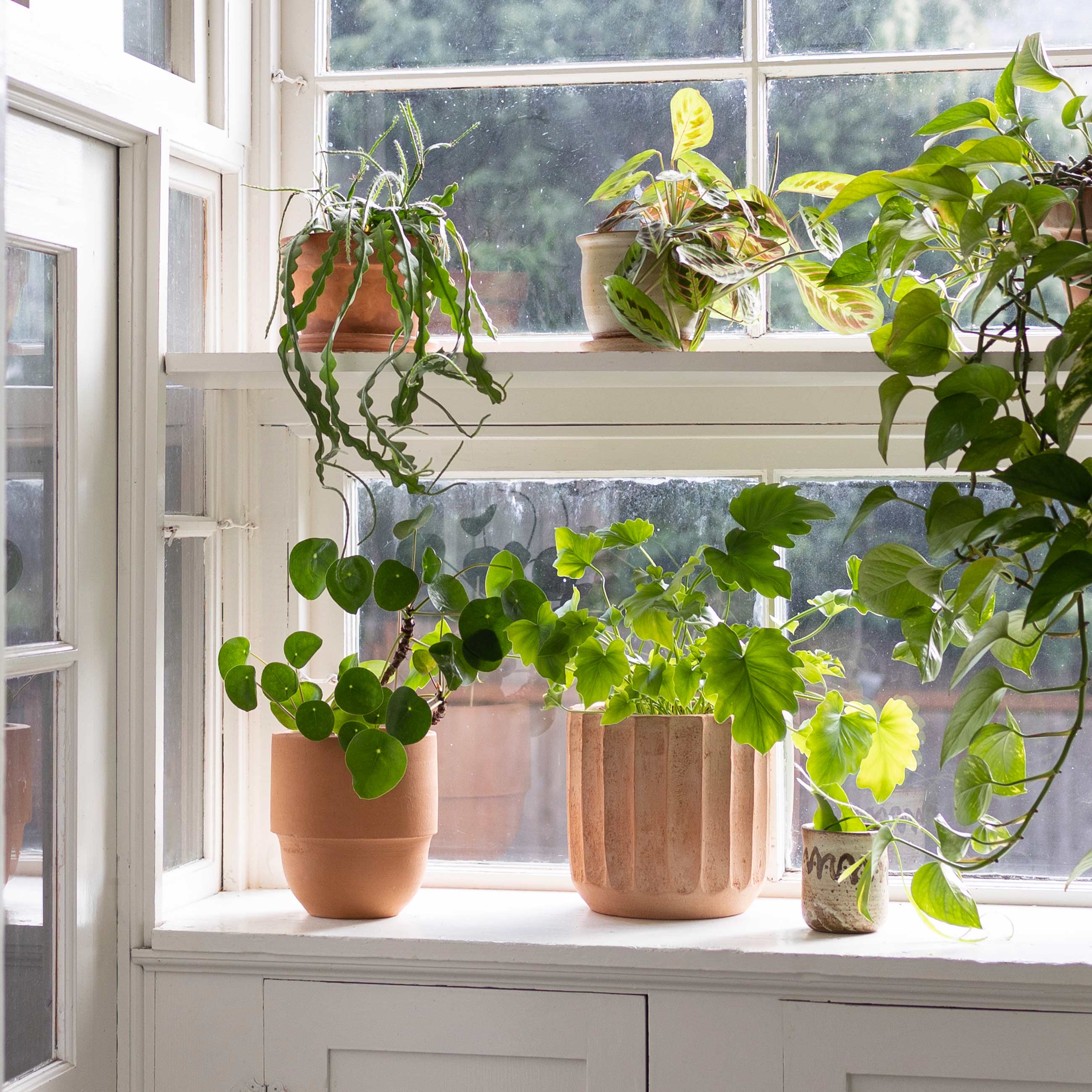 Four terracottas planters sitting on a windowsill with various plants in them. 