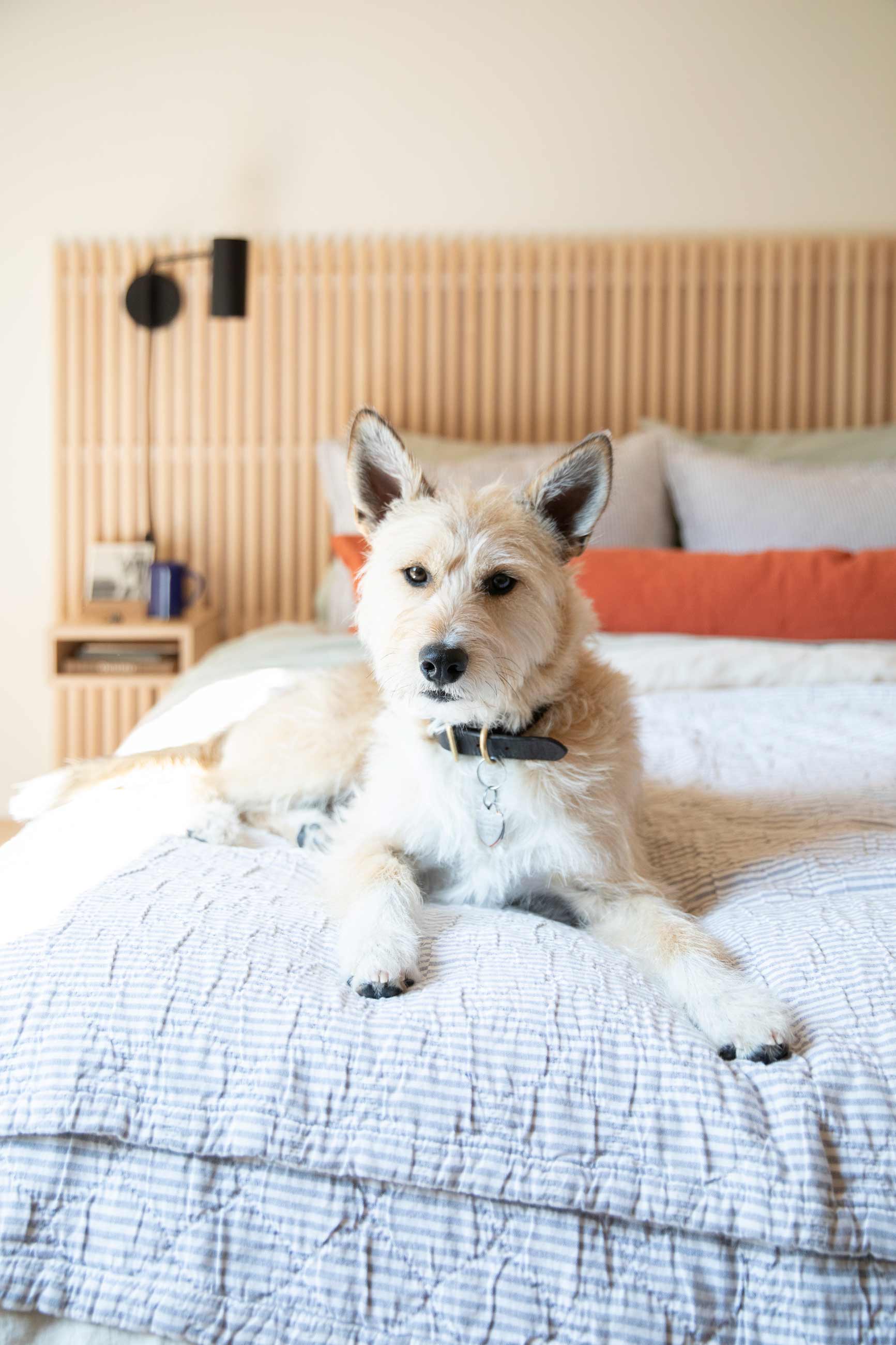 Scruffy dog laying on cozy bed with light blue bedding and a red bolster pillow.