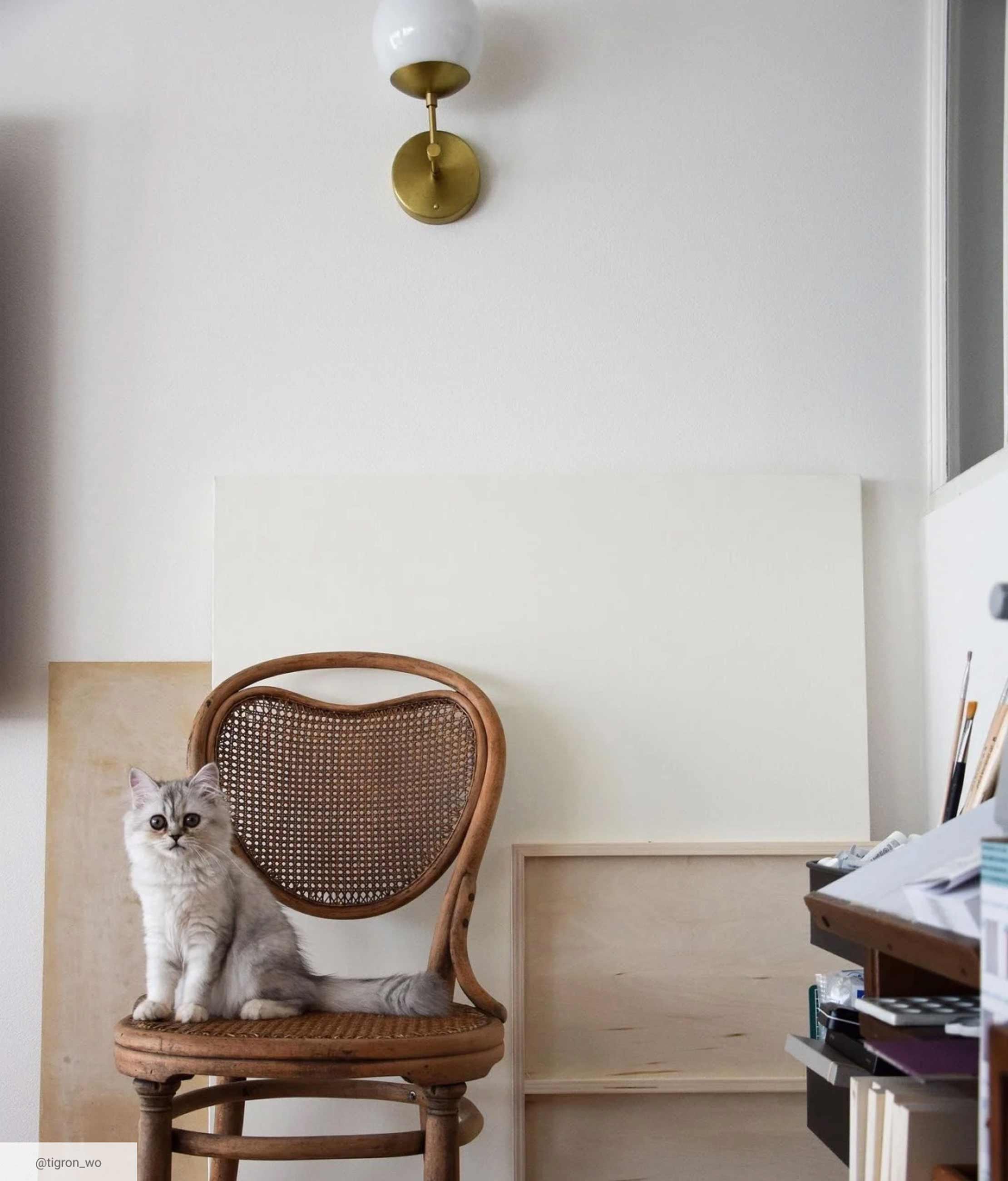 Tiny gray kittne sitting atop bentwood cane chair with globe surface mount light above it. 