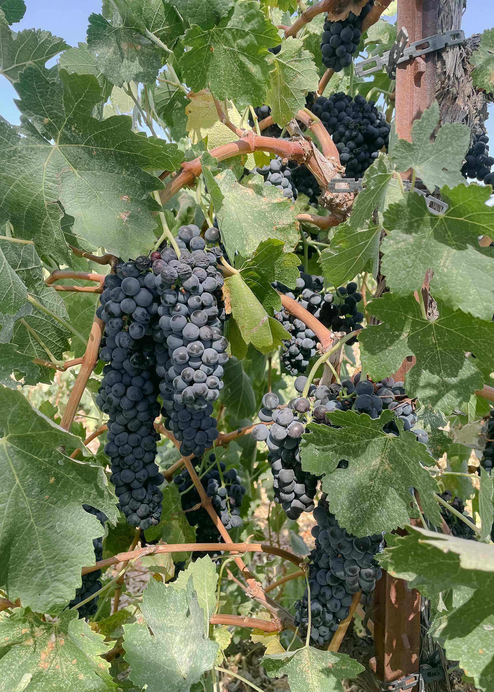 Grapes on the vine at a vineyard in California. 