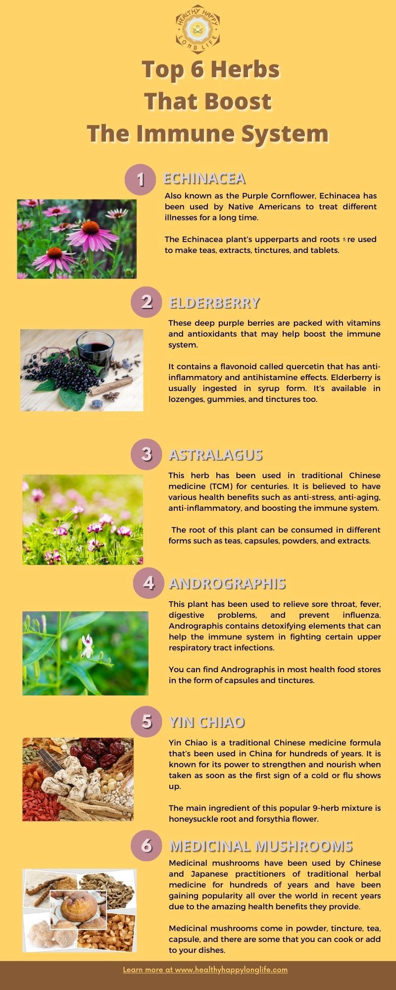 Top 6 Herbs That Boost The Immune System 