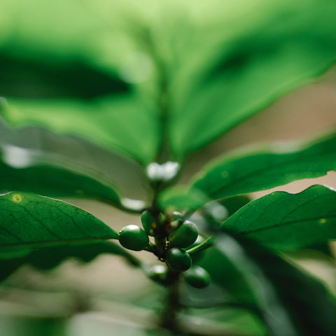 Indian coffee plants