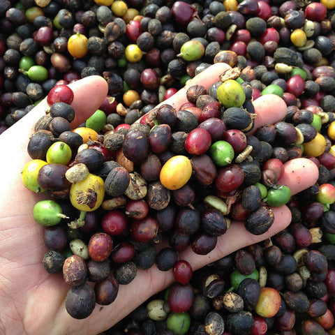 arabica coffee varieties