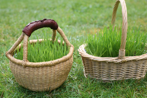 Real easter grass