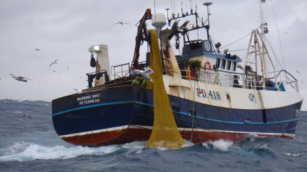 Hauling the catch