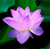 Lotus Flower- Enter Into Stillness
