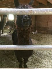 Zoe llama Woodcock Farms Belchertown