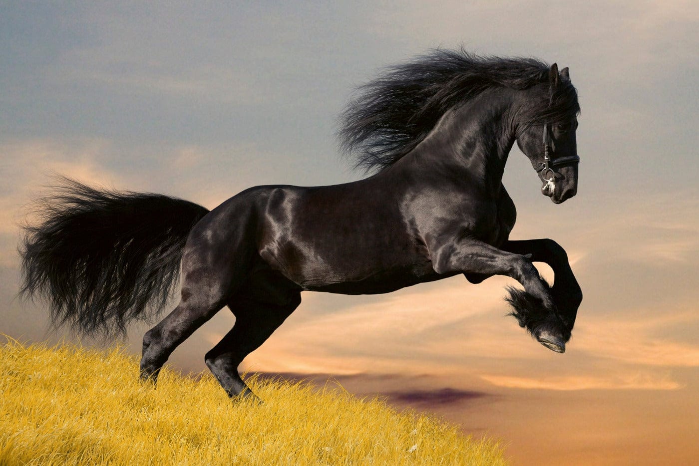 Valokuvatapetti mustan hevosen kanssa – 