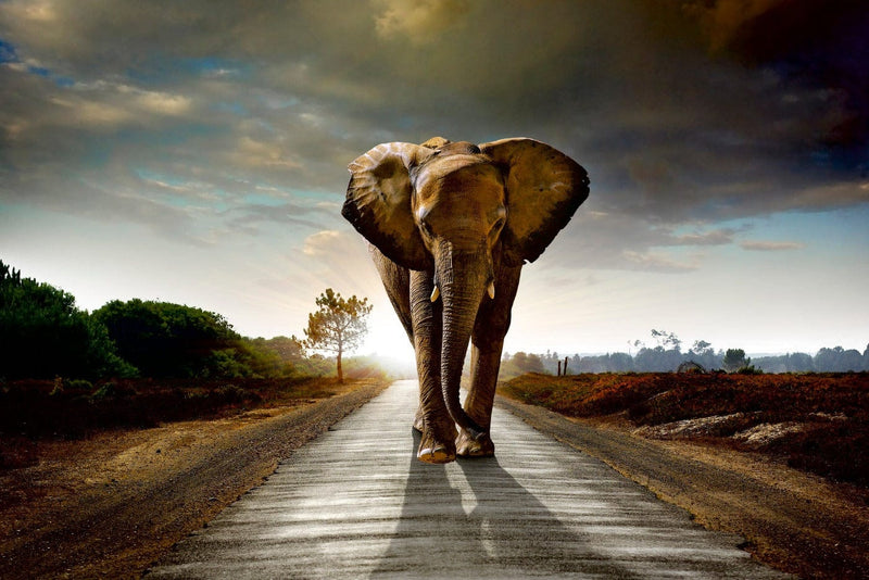 Valokuvatapetti - Elefantti tiellä (eri kokoja) – 