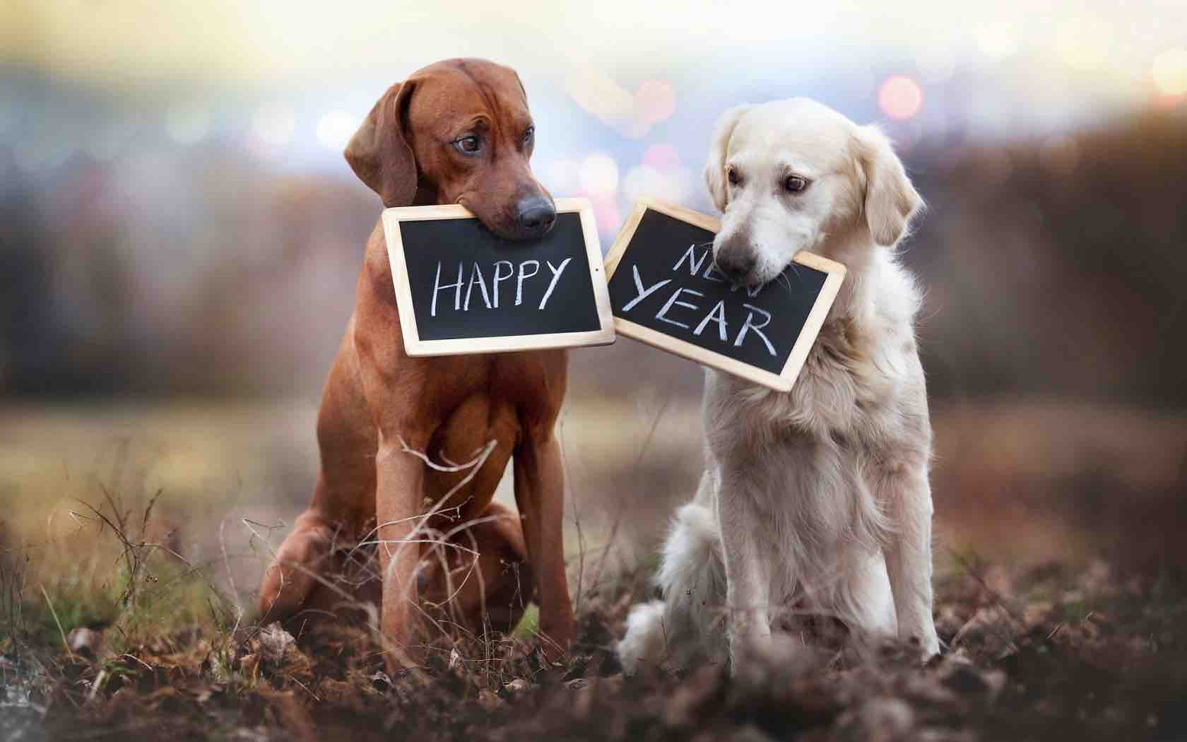 Image result for image, photo, picture, dog, happy new year