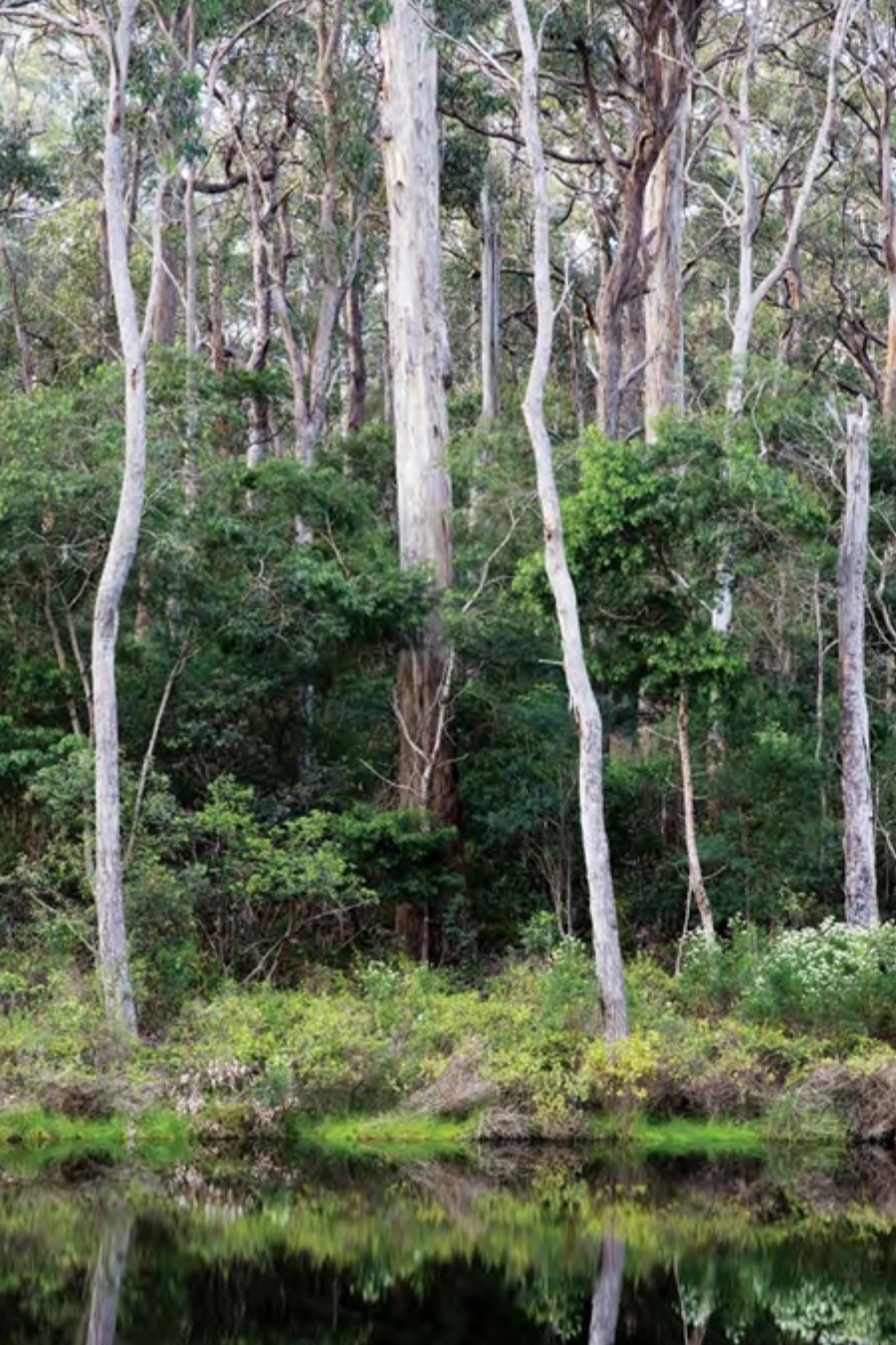 An Australian Garden