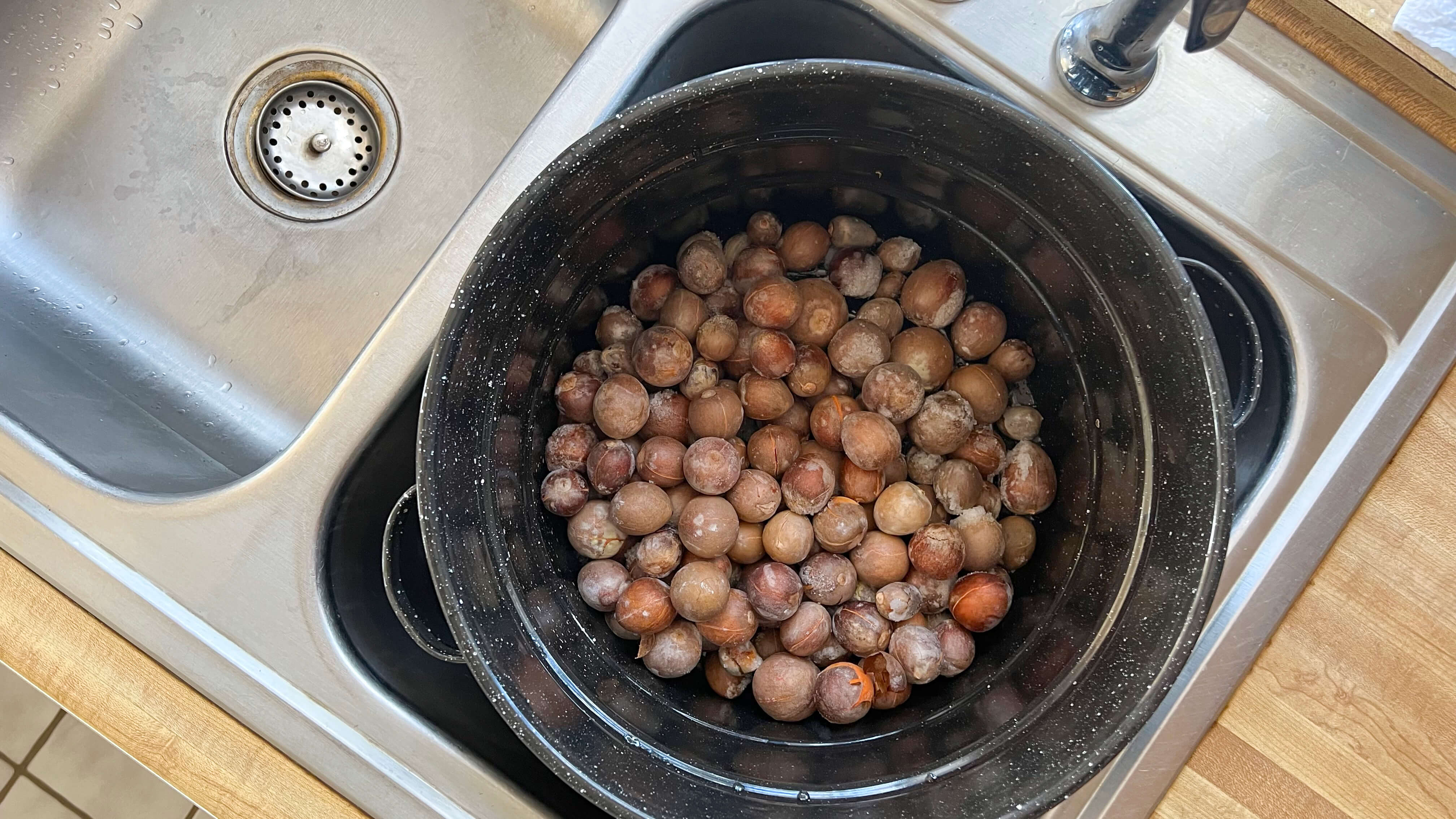 avocado pits in pot