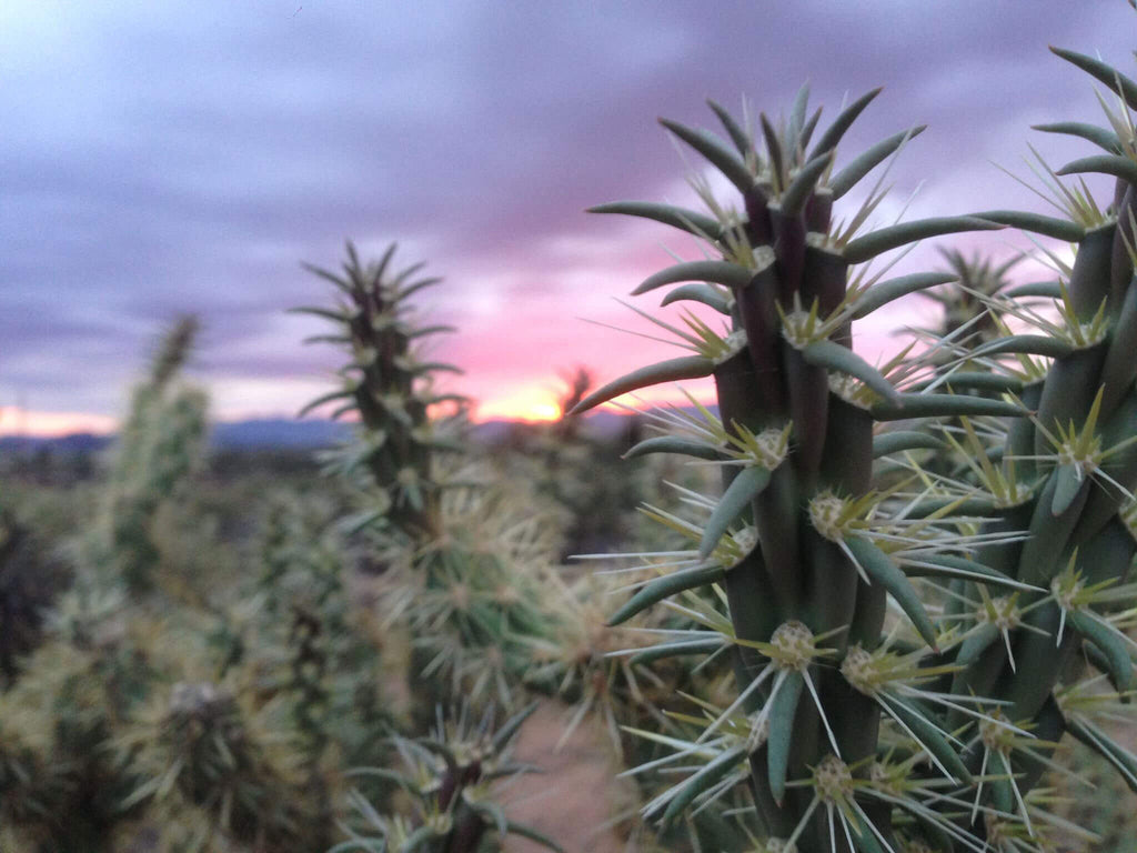 joshua tree